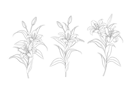 Download Hand Drawn Floral Illustrations Graphic - Floral illustrations Collection